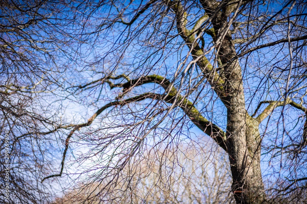 Dried out tree branches against blue sky Dried out tree branches against blue sky
