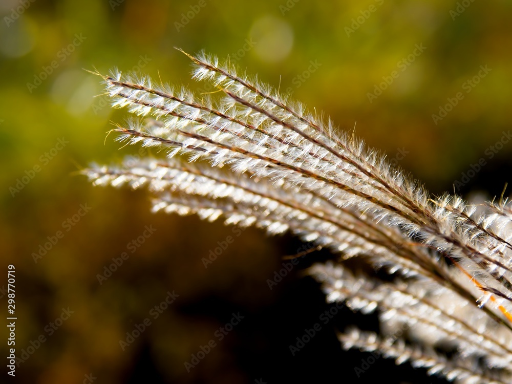 Pampas grass Pampas grass