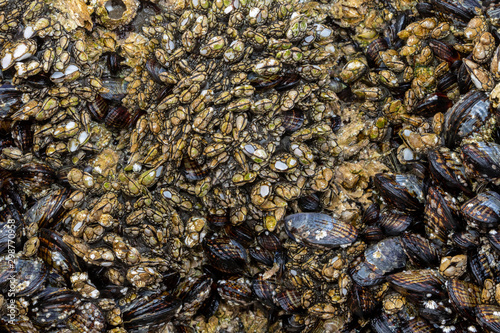 Mussel covered rocks artfully edged by water and sand, at low tide of Cannon Beach in Oregon.