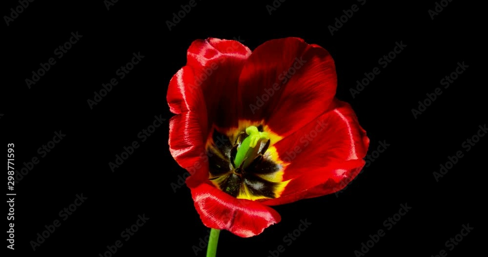 Timelapse of tulip flower blooming on black background Timelapse of tulip flower blooming on black background