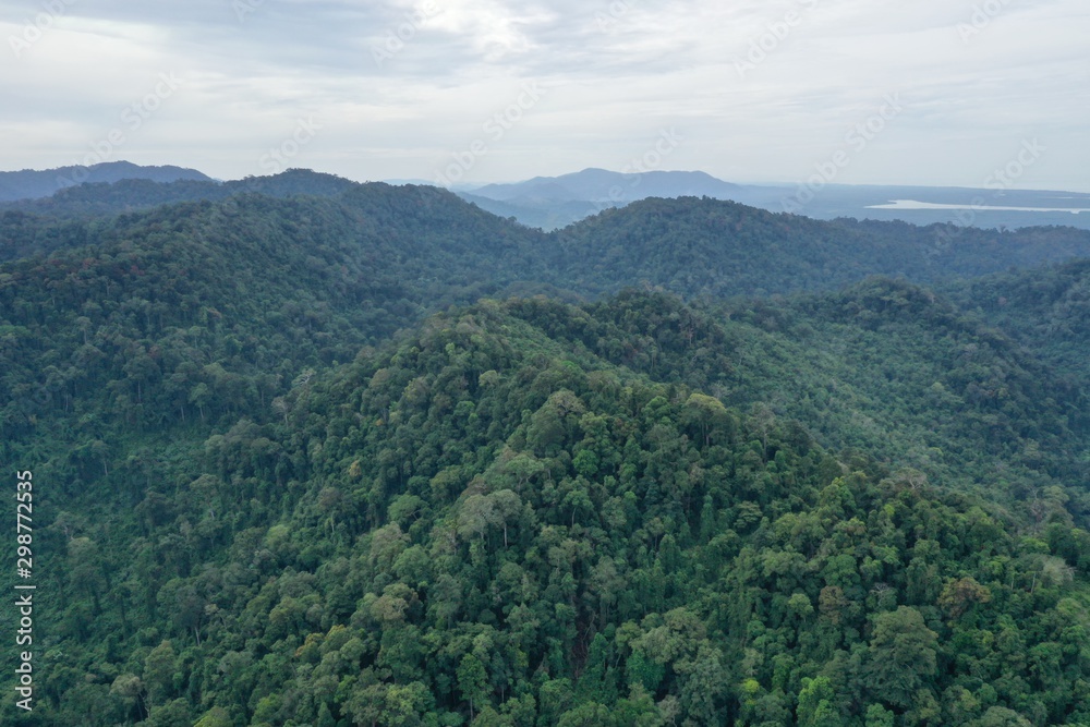Tropical rainforest aerial photo 