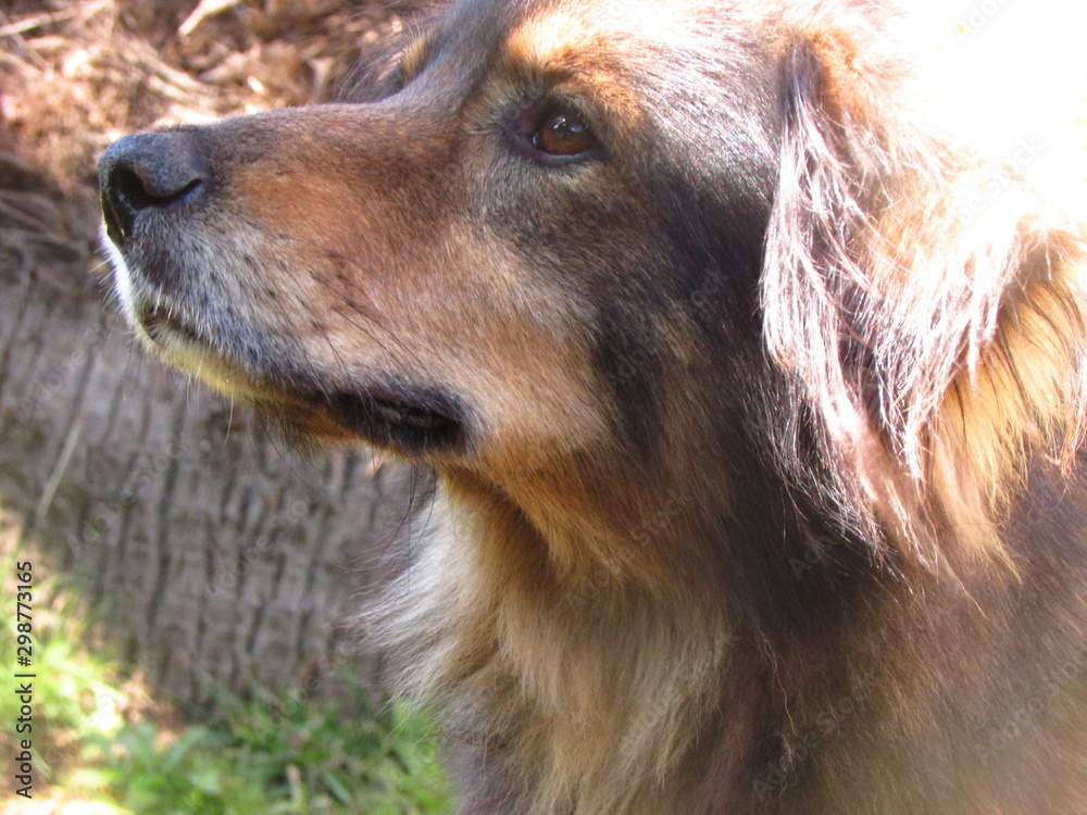 Fototapeta premium Perro adorable en el campo