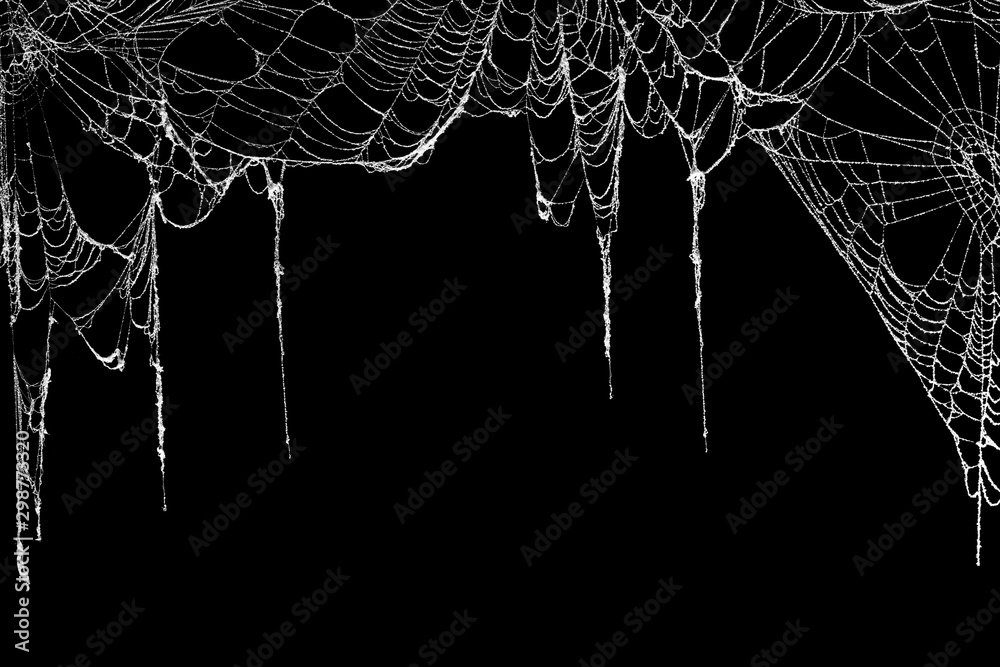 Real creepy spider webs hanging on black banner as a top border Stock Photo  | Adobe Stock