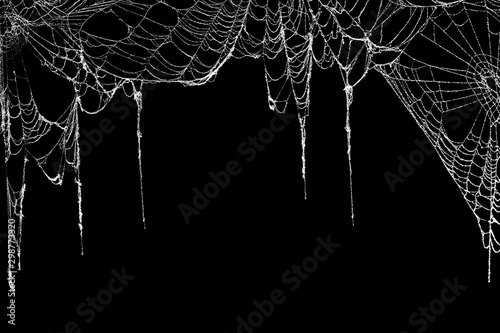 Fototapeta Real creepy spider webs hanging on black banner as a top border