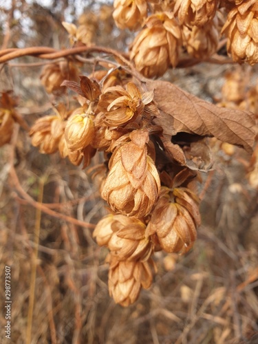 closeup of pine cones