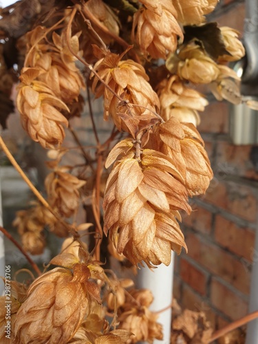 garlic in the market