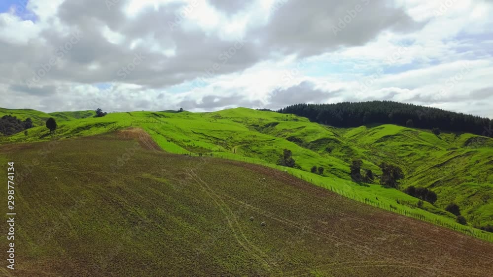 Aerial view: Pan over green pasture with sheep and lambs Aerial view: Pan over green pasture with sheep and lambs