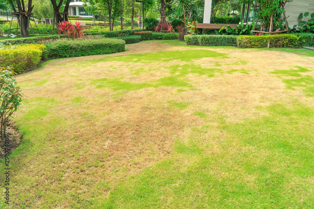 Pests and disease cause amount of damage to green lawns, lawn in bad