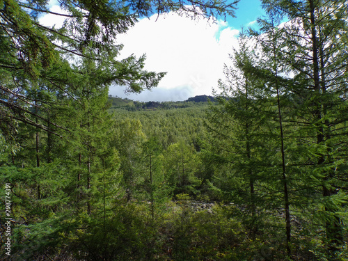Beautiful view of the mixed forest from the mountain. Hiking in the woods. A great place for a picnic in the woods.