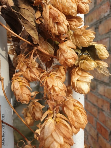 garlic in the market