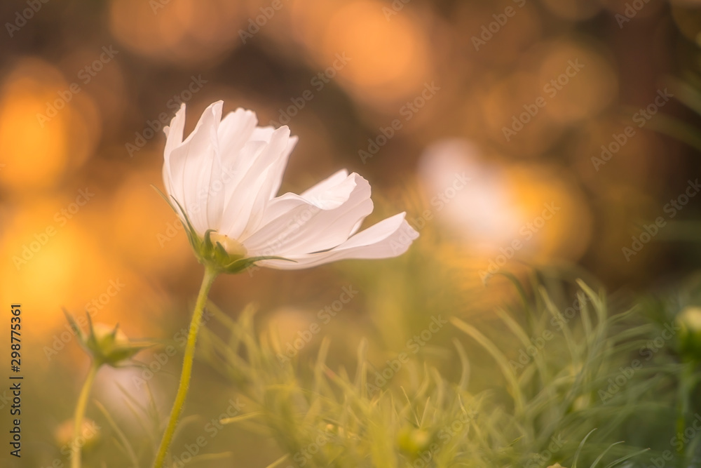 Floral background in soft orange tones and vintage blur style. Small white flower blow by the wind.