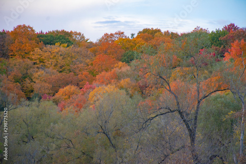tree in autumn