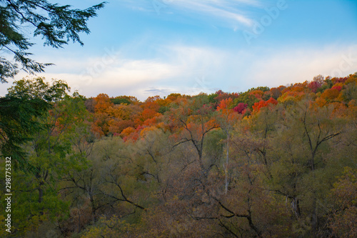 tree in autumn