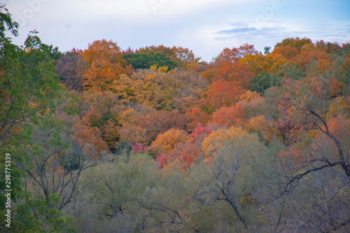 autumn landscape with trees and blue sky