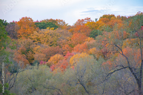 tree in autumn
