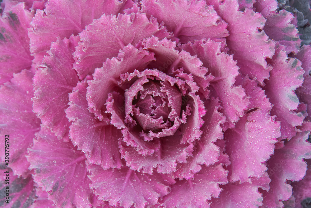 Ornamental Pink Purple Curled Cabbage Flower Plant Ornamental Pink Purple Curled Cabbage Flower Plant