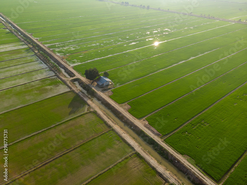 Aerial view of single house at the center of green paddy field background. Minimalize view. photo