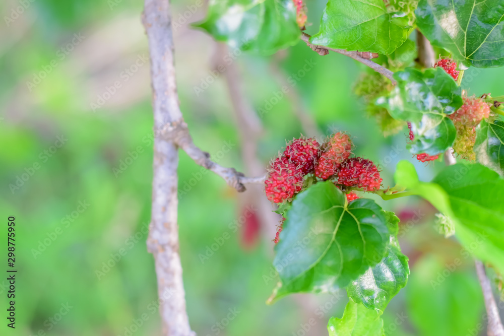 Mulberry fruits on tree, Mulberry with very useful for the treatment and protect of various diseases, Organic fresh, ripe fruit. Mulberry fruits on tree, Mulberry with very useful for the treatment and protect of various diseases, Organic fresh, ripe fruit.