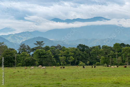 Country landscape with cows grazing at sunset. Colombia . © EGT