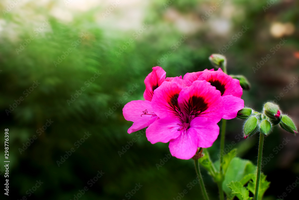 Fototapeta premium Floral Background