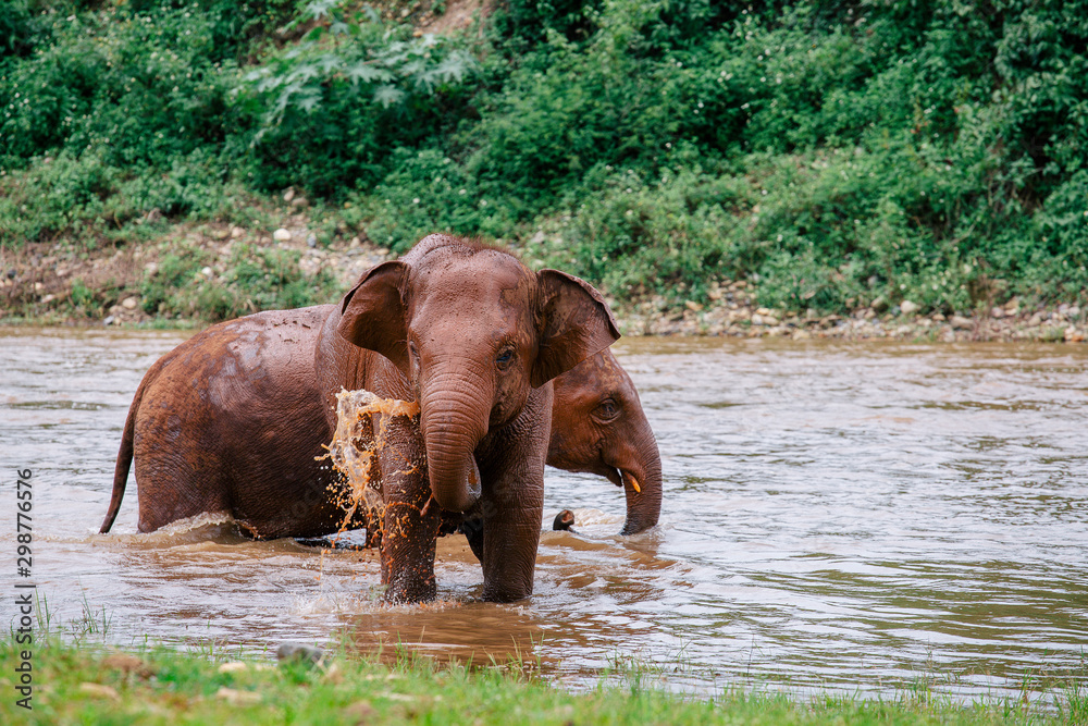 Asian Elephant in a nature at deep forest in Thailand Asian Elephant in a nature at deep forest in Thailand