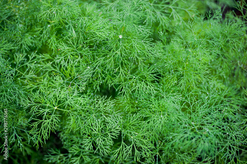 Fresh dill (Anethum graveolens) growing on the vegetable bed. Annual herb, family Apiaceae. Growing fresh herbs. Green plants in the garden, ecological agriculture for producing healthy food concept
