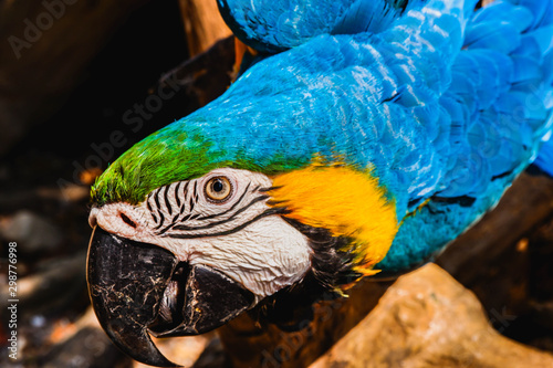 Macaw bird