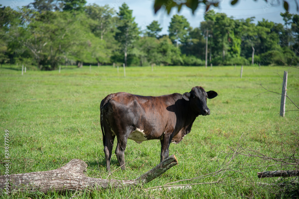 Domestic cattle under the shade of tropical forest trees. Colombia.