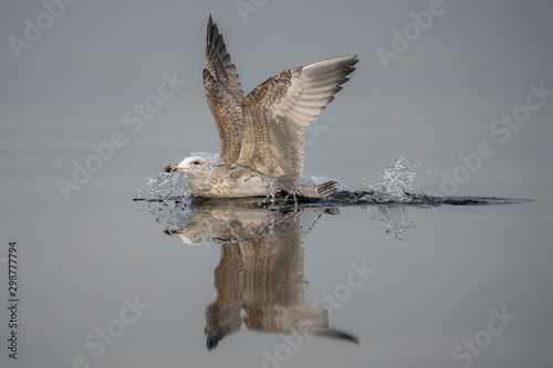Juveniele Caspian Gull (Larus cachinnans) just landed in the oder delta in Poland, europe. Reflection photo