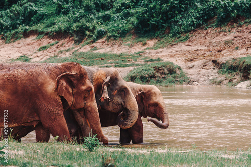 elephants relaxes in the water