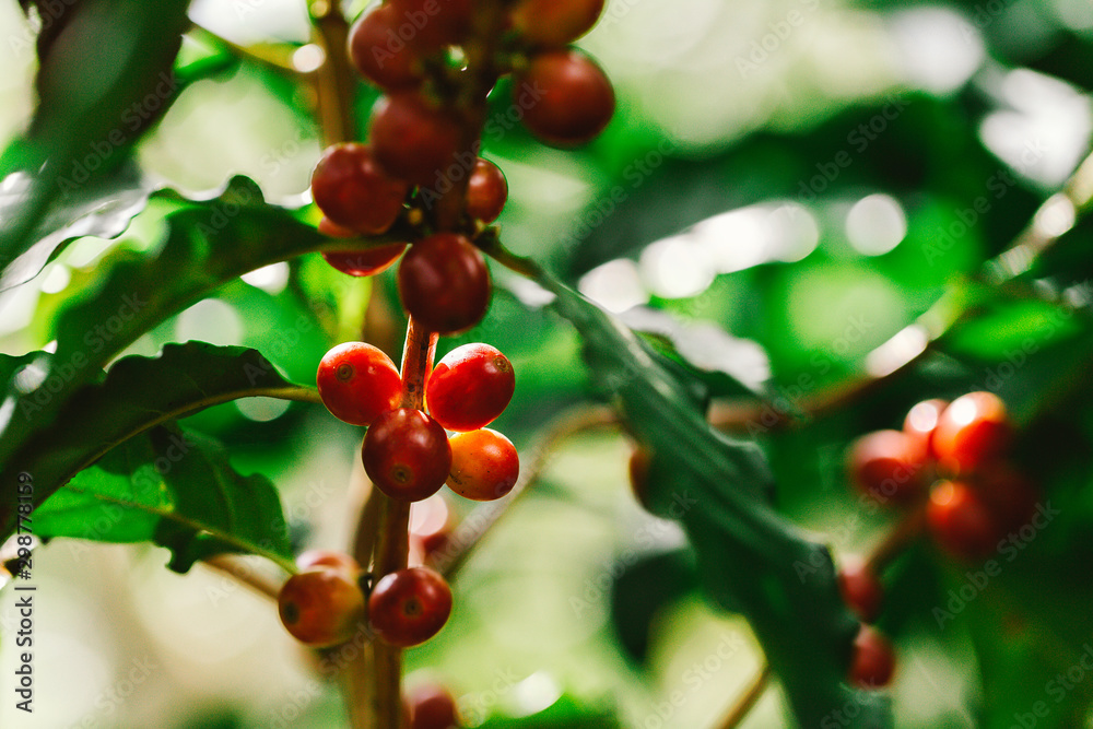 Coffee beans ripening on tree in North of thailand Coffee beans ripening on tree in North of thailand