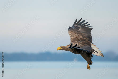 white tailed eagle (Haliaeetus albicilla) taking a fish out of the water of the oder delta in Poland, europe. Writing space.