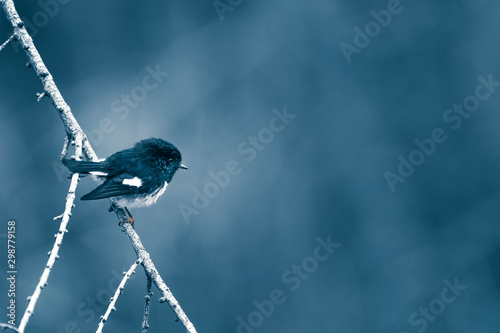 Photography Small New Zealand bird on branch