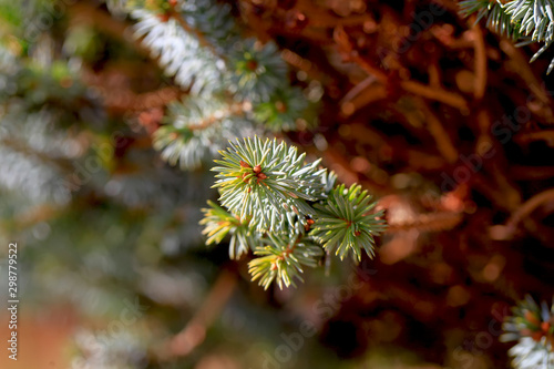 Young decorative blue spruce. Needles of blue spruce close-up. Texture. Natural blurred background. Image.