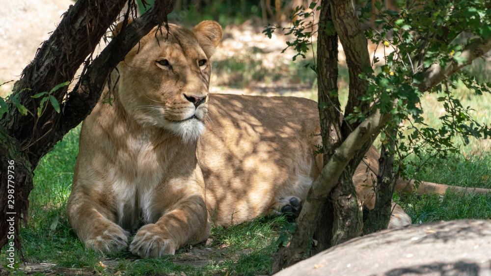 Fototapeta premium lioness sinning on the ground under a tree in the shadow