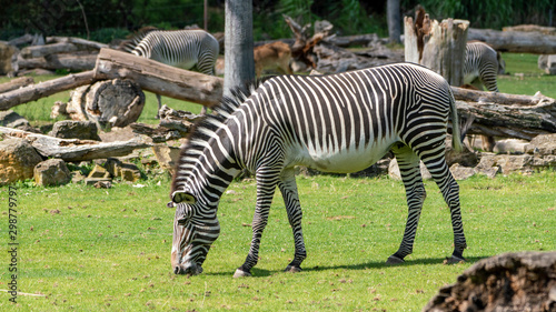 green grass eating zebra