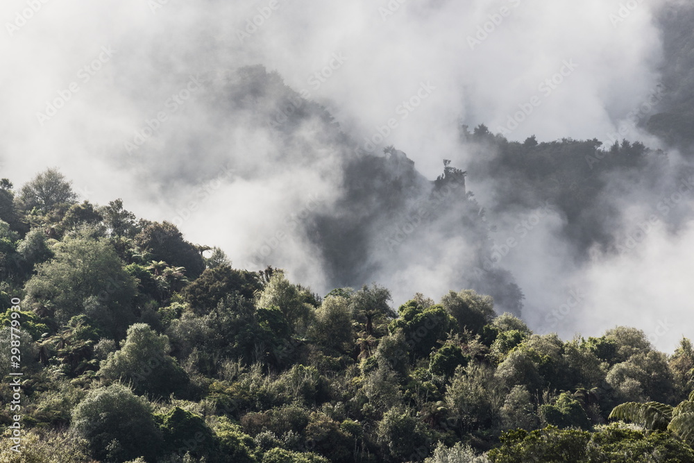 Geothermal steam rising through the lush forest of Waimangu Volcanic Valley, Rotorua, New Zealand.