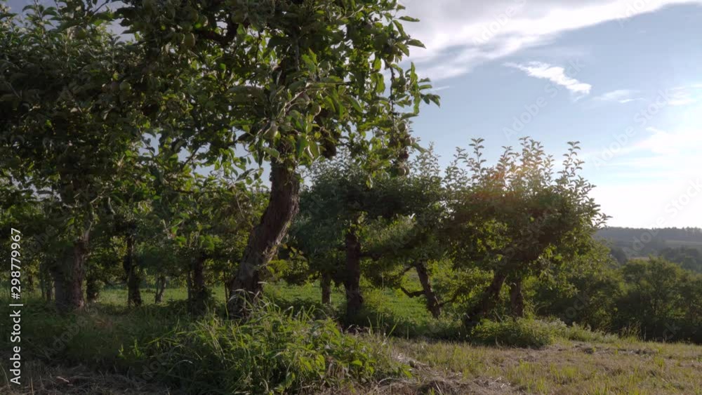 Árboles de manzana Árboles de manzana