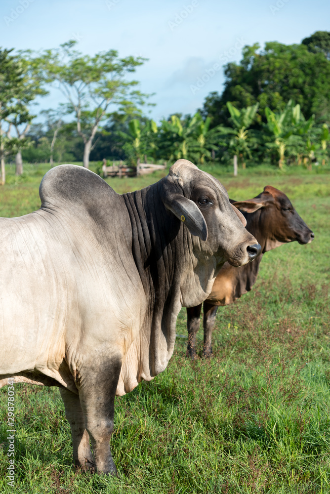 White and brown oxen in a tropical climate farm with banana plantation in the background. Colombia. White and brown oxen in a tropical climate farm with banana plantation in the background. Colombia.
