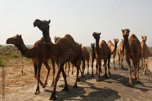 Herd of camels on Indian road.