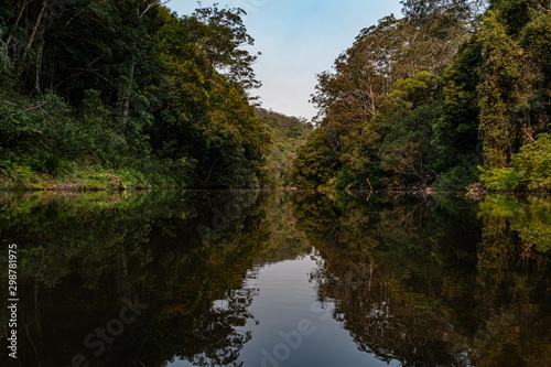 reflection of trees in water
