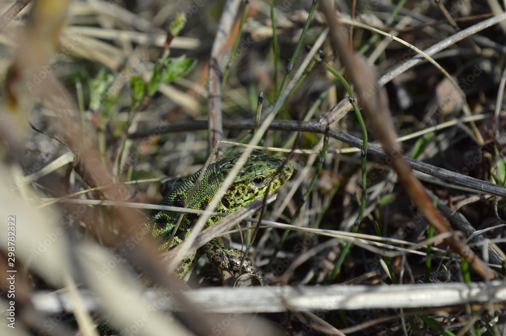 lizard in the grass lizard in the grass