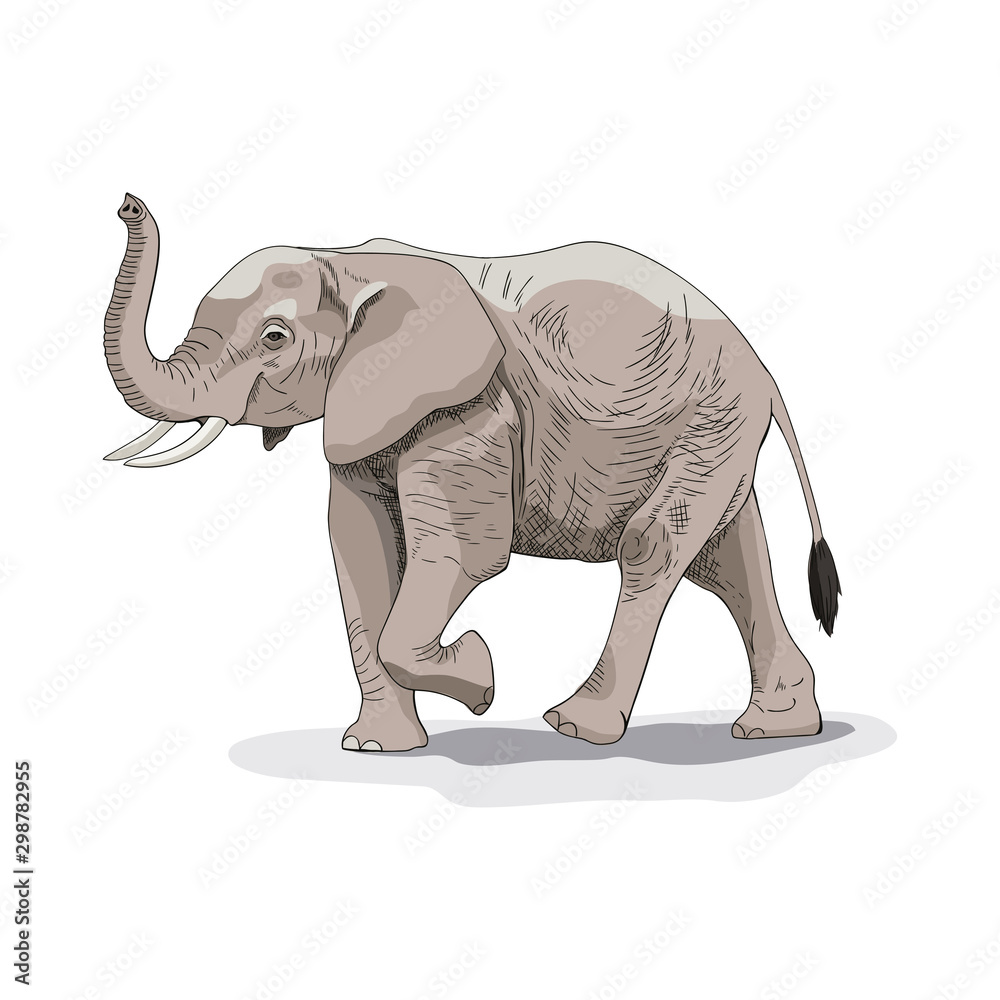 Fototapeta premium Image of an African elephant on a white background