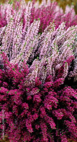 Beautiful red and pink heather blossoms closeup. Autumn flowers heather background.
