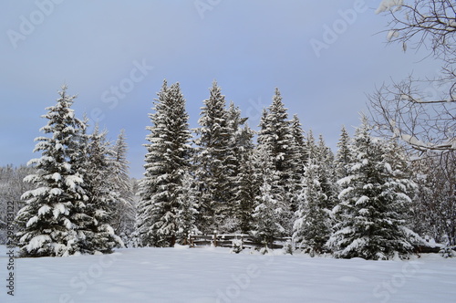 spruce forest in winter © Екатерина Тимощук