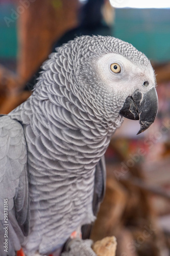 Africa grey bird