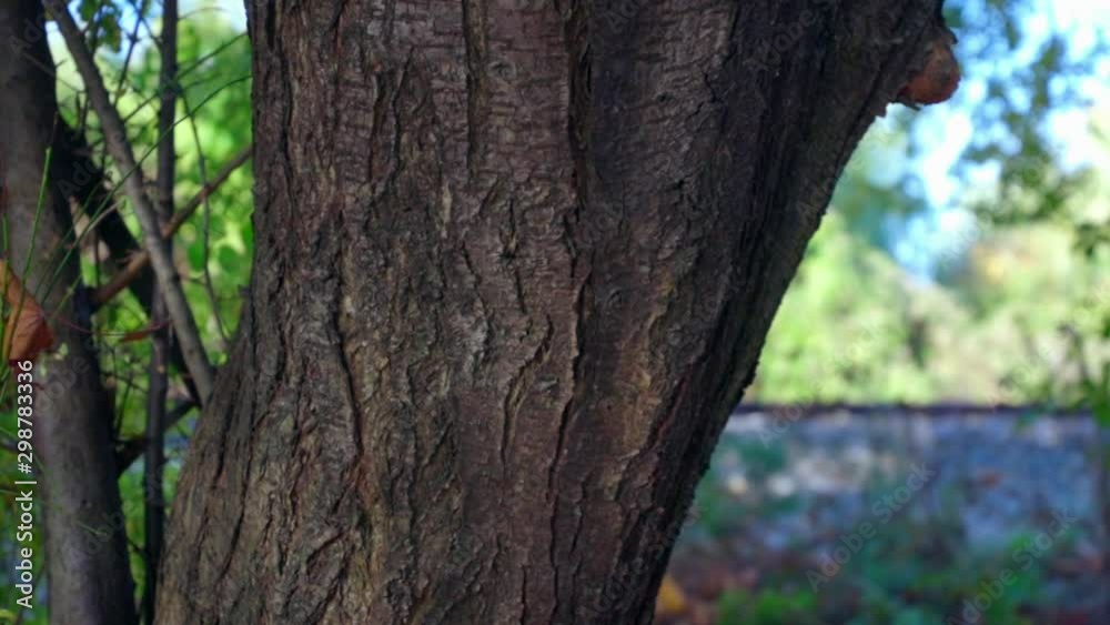 Tree trunk with train tracks in the background, peaceful nature, slow motion Tree trunk with train tracks in the background, peaceful nature, slow motion
