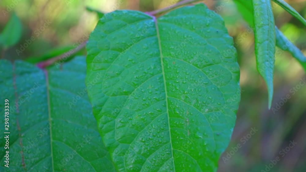 Leaf with morning dew, peaceful motion of the leaf, slow motion Leaf with morning dew, peaceful motion of the leaf, slow motion