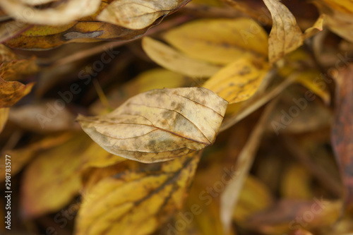 Fototapeta Naklejka Na Ścianę i Meble -  Background of dried autumn peonies leaves