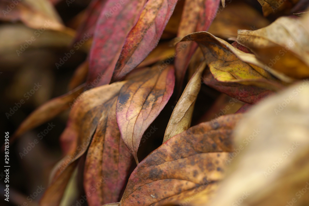 Background of dried autumn peonies leaves